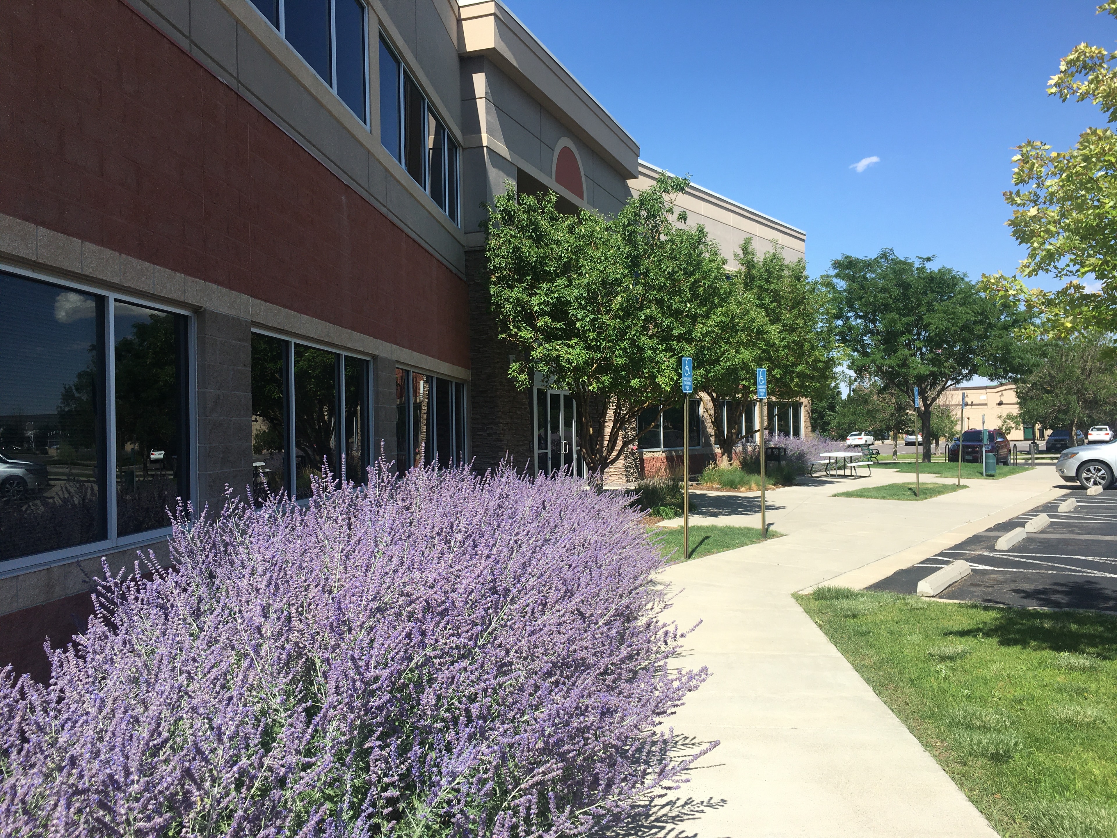 DIA Office Building lavender walkway